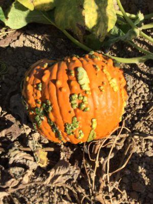 My choice, an 'ugly' pumpkin