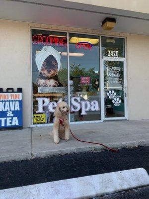 Lillo getting total spa treatment today at dirty dog pet grooming.