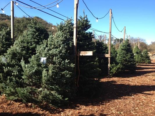 Great selection of fresh trees!