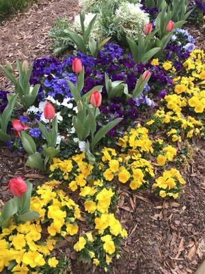 Entry. Spring Flowers. 1100 Building.