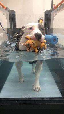 My dog Moose doing hydrotherapy after double knee surgeries. This makes such a difference in the healing process!