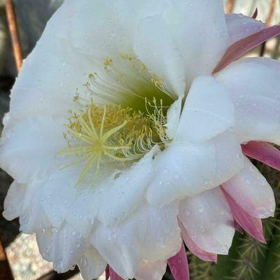 Love the Cacti blooms!