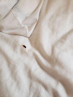 One of the many stains on the bedsheets