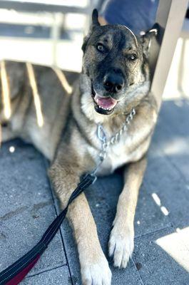 Perfect brelly shade for a GSD