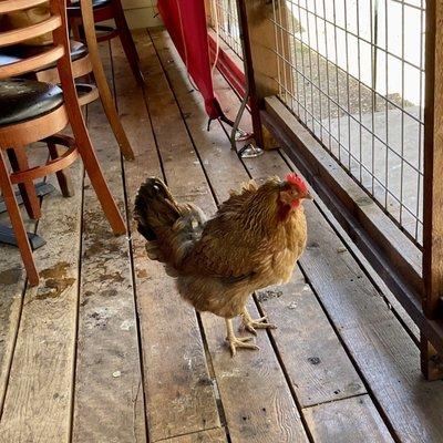 Resident chicken, hoping for a dropped crumb or two