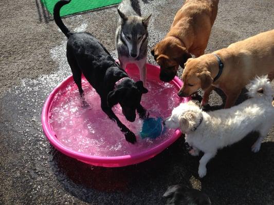 Dogs playing in the pool at cedar dog boarding at Red Rover Retreat.