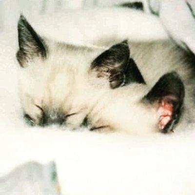 My Siamese as kittens - happy patients of NRIAH since they were just kittens!