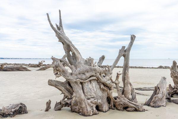 Driftwood Beach on Jekyll Island, GA