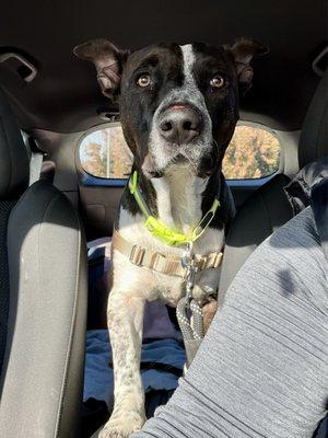 Edit: ADOPTED! Thanos out on a Fido Field Trip. Available to adopt! Call CASPCA for more information.