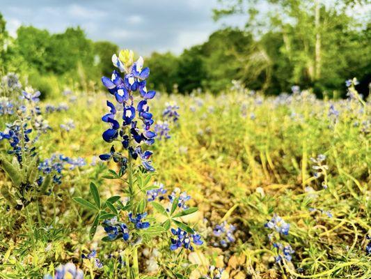 Bluebonnets