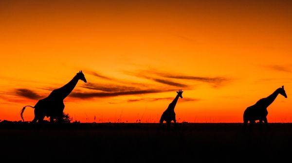 Giraffes of Serengeti