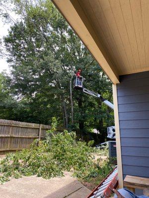 Young arborist clearing room for our new PVC fence!