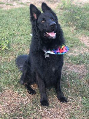 Our Bear, nice and clean with his cute bandana