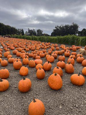 McGrath Brothers Great Pacific Pumpkins