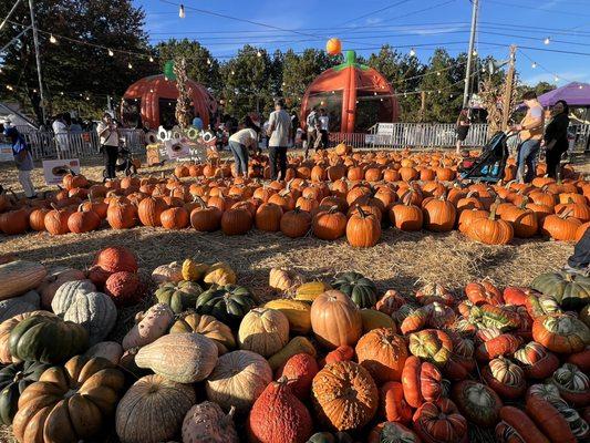 Pumpkin patch