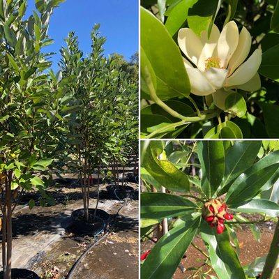 Evergreen Sweetbay Magnolia