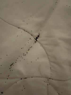 Termite holes from ceiling dropping poop on bed & floor - will take 2-3 months for them to send someone out