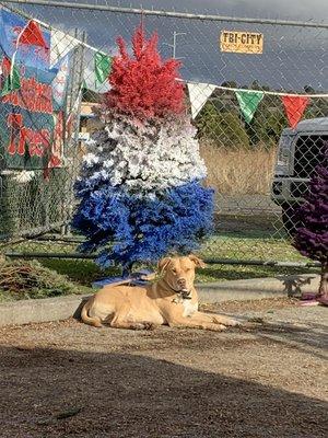 Red whit and blue with Chico the dog.