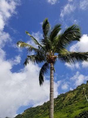 Our happy, healthy coconut tree! Thank you Jeff!