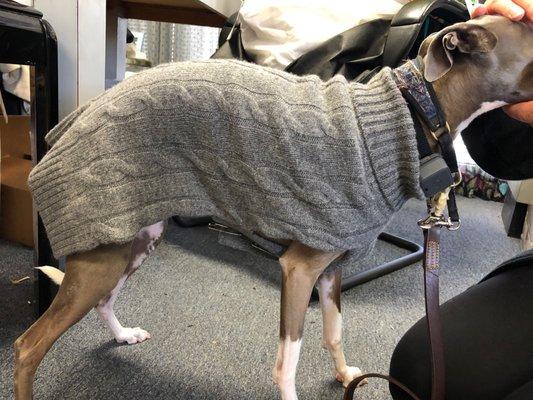 My Italian Greyhound getting a custom fitting