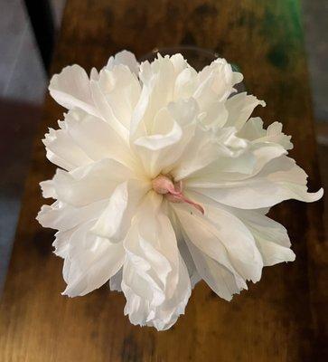 Peonia -received this as a gift .... A must flower to plant at home as it's scent is absolutely beautiful