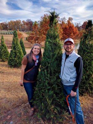 Our tree (before we cut it down) A 7 ft Murray Cypress