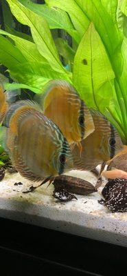 Trio of wild caught blue discus