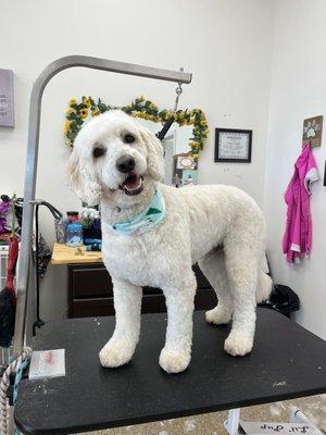 Best Dog Grooming Service in Valparaiso