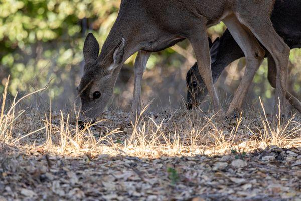 Rancho San Antonio Preserve