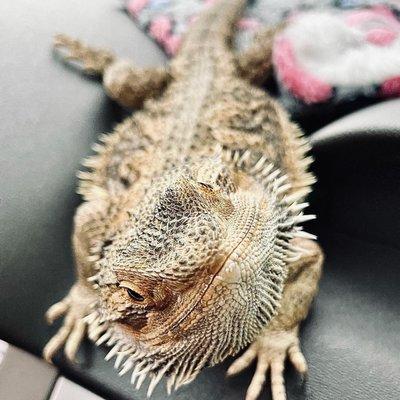 Zilla the bearded dragon