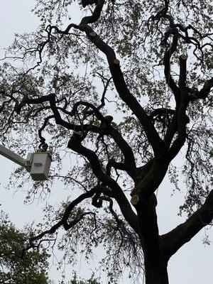 Dead branch removals on a valley oak tree.