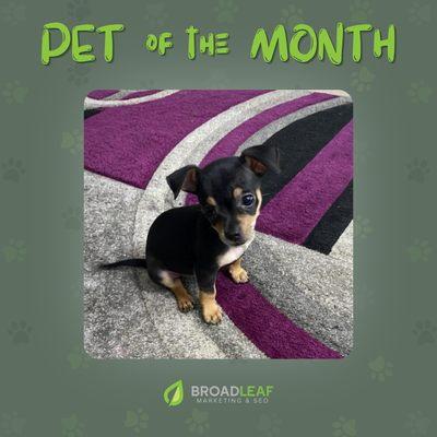 Congratulations to our April 2023 Pet of the Month:
ELSA! 
Elsa is a super affectionate 2 month old Chihuahua...