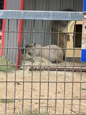 Capybara in its covered shelter