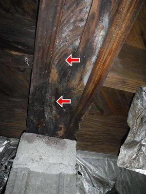 Wet/Rotted Structural Girder