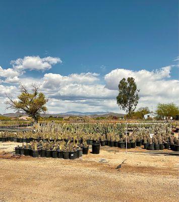 Old West Cactus Farm