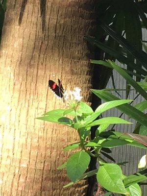 Butterfly Gardens