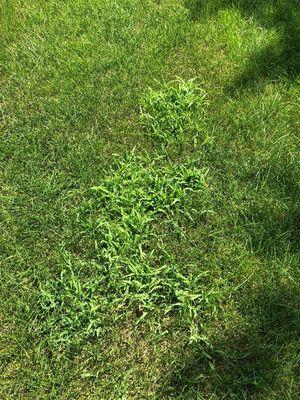 Large patches of weeds like this, also after third service