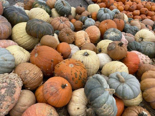 Colorful pumpkins