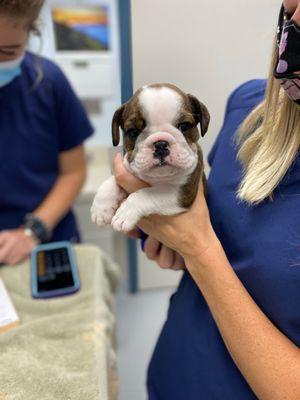 Charlotte the bully posing