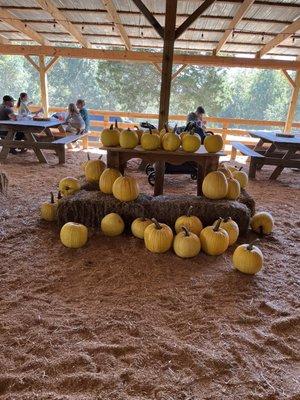 Yellow pumpkins