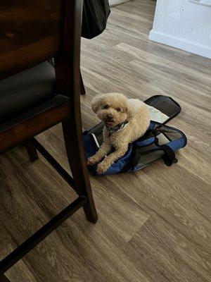 Teddy sitting on his suitcase ready for a trip after being groomed.