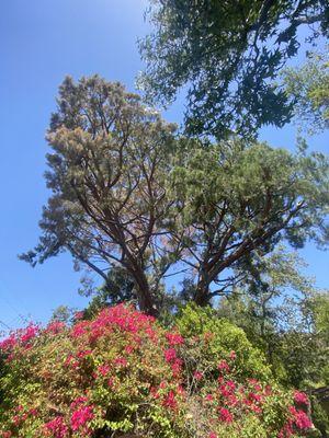 Chesbro Ornamental Pruning