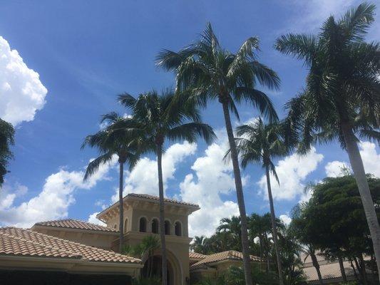 Coconut Palms after the trim in Addison Reserve. Still looks natural.