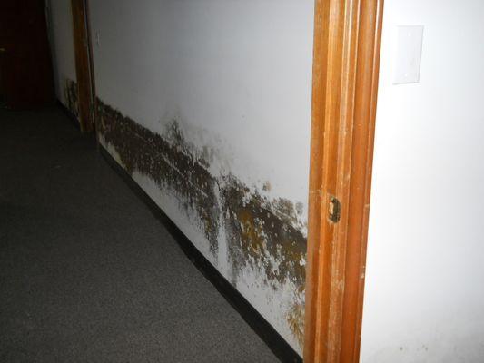 Mold can be Deadly