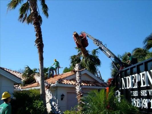 Independent Tree Service