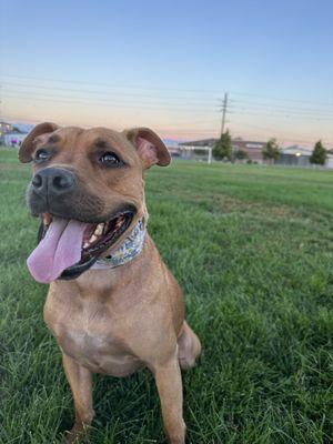 Off leash training at local park!