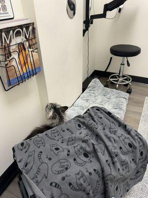 Calming pheromone covered blanket, bed, and rug in exam room