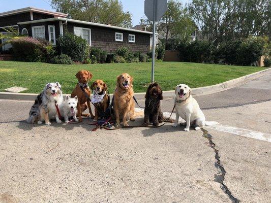 Pack Walk