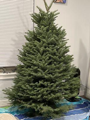 Nice full 6' Noble fir