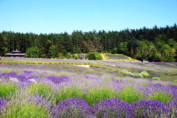 Lavender Farm.